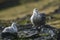 Antartic giant petrel, Hannah Point,Livingston island, South Shetlands ,