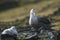 Antartic giant petrel, Hannah Point,Livingston island, South Shetlands ,