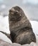 Antartic Sea Lion, Paulet Island,Antartica.