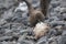 Antartic skua, south polar skua, preying on an adÃ©lia penguin,