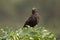 An anteater chat perched on a bush