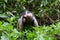 Anteater, Costa Rica, Tamandua tetradactyla