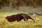 Anteater, cute animal from Brazil. Giant Anteater, Myrmecophaga tridactyla, animal with long tail and log muzzle nose, Pantanal, B