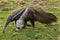 anteater myrmecophaga pictures