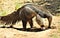 Anteater, Phoenix Zoo, Arizona Center for Nature Conservation, located in Phoenix, Arizona, United States