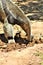 Anteater, Phoenix Zoo, Arizona Center for Nature Conservation, located in Phoenix, Arizona, United States