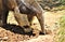 Anteater, Phoenix Zoo, Arizona Center for Nature Conservation, located in Phoenix, Arizona, United States