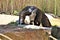 Anteater, Phoenix Zoo, Arizona Center for Nature Conservation, located in Phoenix, Arizona, United States