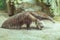 Anteaters walking