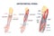 Antecubital fossa anatomy with human hand structure outline diagram