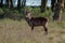 Antelope in Africa savanna wildlife safari