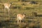 Antelope American antilocapra in Yellowstone