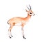 Antelope animal. Watercolor