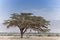 The antelope of the Arabian addax in nature reserve, Israel