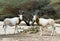 Antelope Arabian oryx in nature reserve, Israel