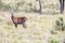 Antelope baby - Reedbuck, Uganda, Africa