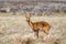 Antelope Bohor reedbuck, Bale mountain, Ethiopia