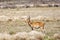 Antelope Bohor reedbuck, Bale mountain, Ethiopia