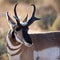 Antelope Buck Head Shot