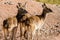 Antelope cobo lichi resting