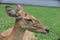 Antelope deer closed up on green background