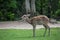 Antelope deer eating on the grass