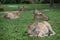 Antelope deer sitting on the grass