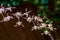 Antelope Dendrobium Orchid, Dendrobium sp., Family Orchidaceae beautiful blossom flower