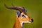 Antelope detail portrait. Ugandan kob, Kobus kob thomasi, rainy day in the savannah. Kob antelope in the green vegetation during