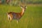 Antelope detail portrait. Ugandan kob, Kobus kob thomasi, rainy day in the savannah. Kob antelope in the green vegetation during