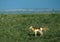 Antelope Doe and Twin Fawns on Prairie