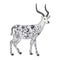 Antelope doodle