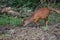 Antelope eating