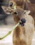 Antelope eating bamboo