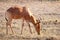 Antelope eating grass in the scenery of the savannah