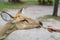 Antelope eating long bean with soft light