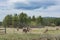 Antelope escaping fenced area in Sunriver, Oregon