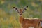 Antelope face portrait in the grass savannah, Okavango South Africa. Impala in golden grass. Beautiful impala in the grass with