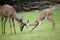 Antelope family.