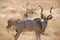 Antelope family at ruaha national park tanzania