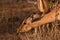 Antelope feeding