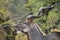 Antelope feeding from trees