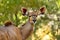 Antelope female Kudu, Bwabwata, Namibia Africa