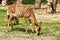 Antelope female with white lines on the body