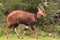 Antelope in full growth. Bushbuck from Aberdare, Kenya