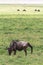 Antelope gives a new life. The birth of a baby. NgoroNgoro, Tanzania