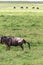 Antelope gives a new life. The birth of a cub. NgoroNgoro, Tanzania