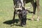 Antelope Gnu leaned toward the grass