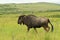 Antelope gnu, Safari park in South Africa