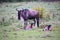 An antelope gnu with two little gnu babies